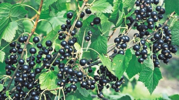 Schwarze Johannisbeere