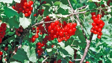 Rote Johannisbeere