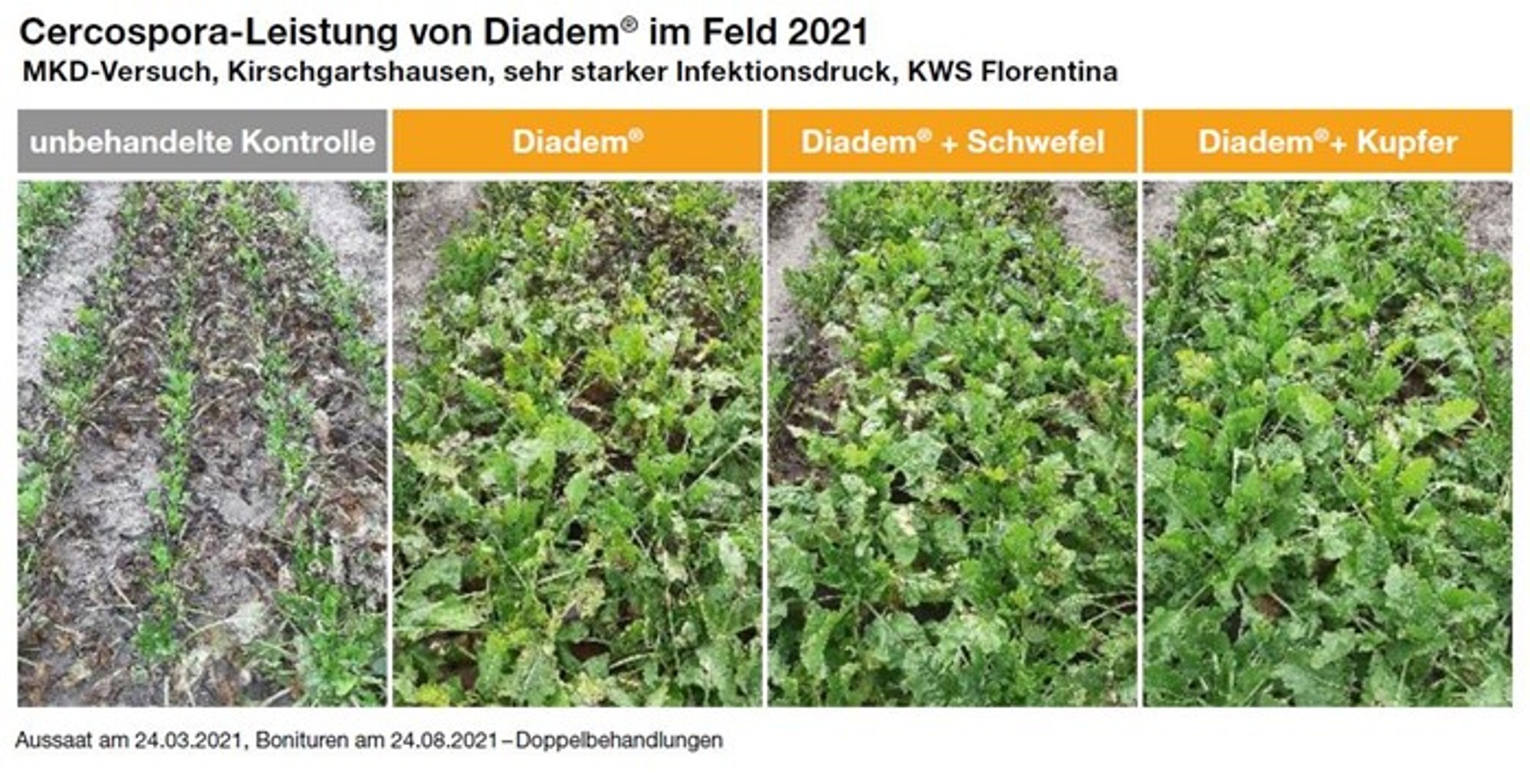 Cercospora-Leistung von Diadem® im Feld 2021