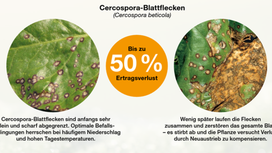 Herausforderungen Cercospora