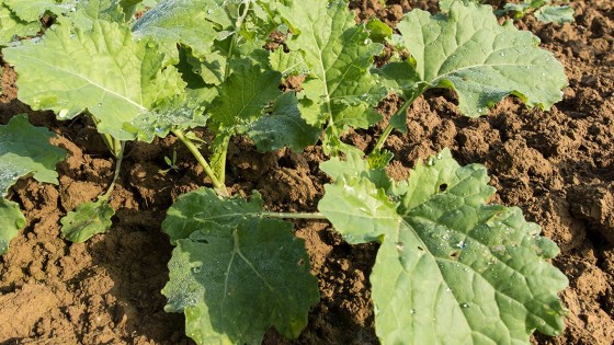 Optimale Startbedingungen für den Raps