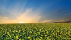 Bestandesführung im Herbst in Raps optimieren 