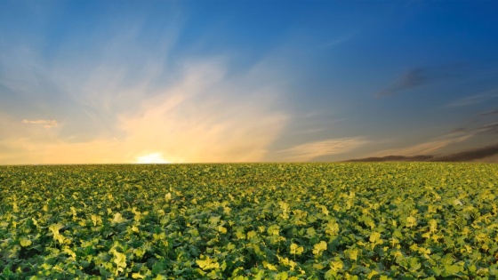 Bestandesführung im Herbst optimieren