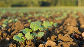 Raps: Optimale Startbedingungen