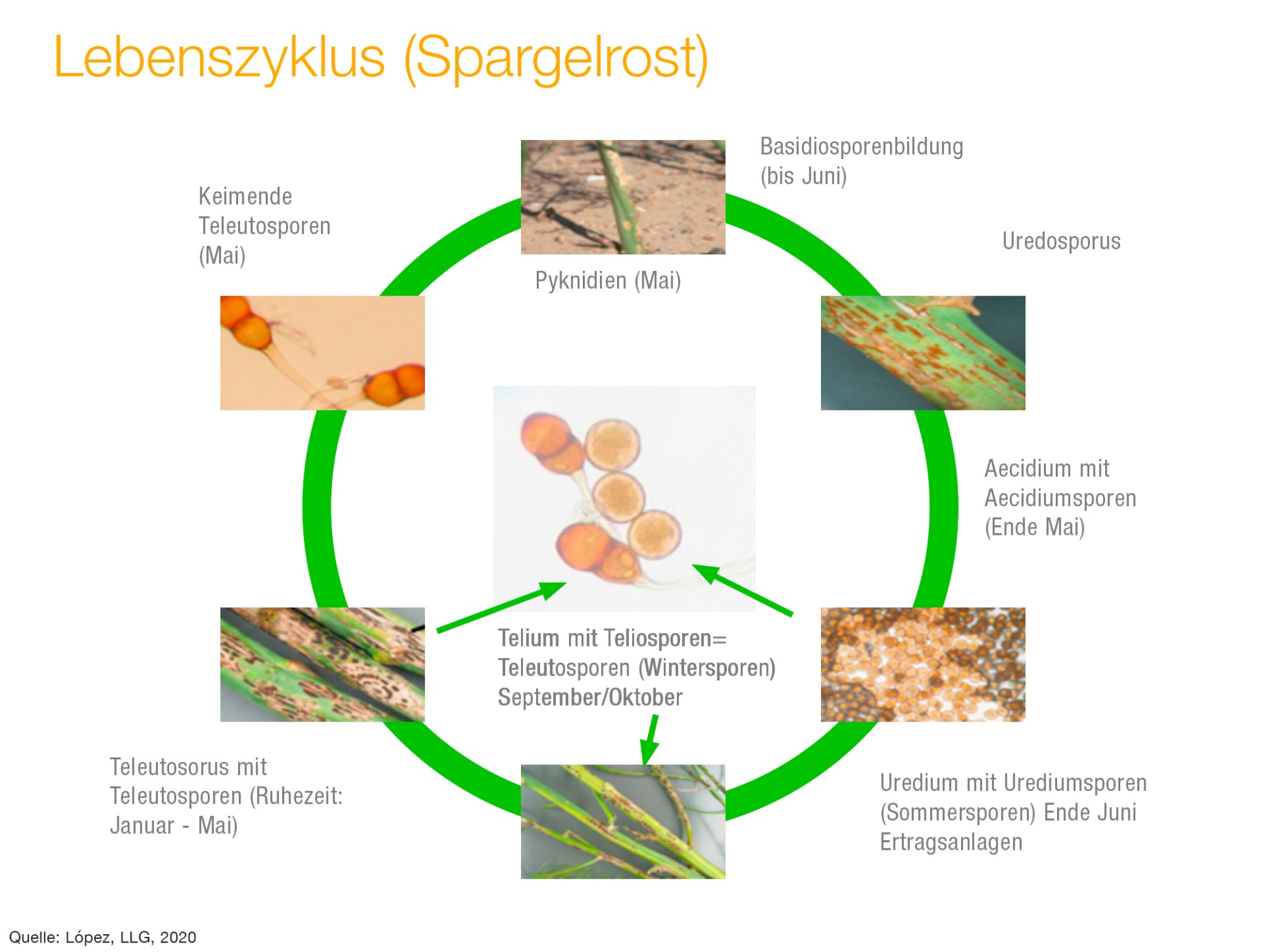 Lebenzyklus Spargelrost