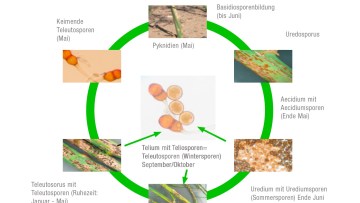 Spargel: Laubkrankheiten und Spargelrost in Ertragsanlagen