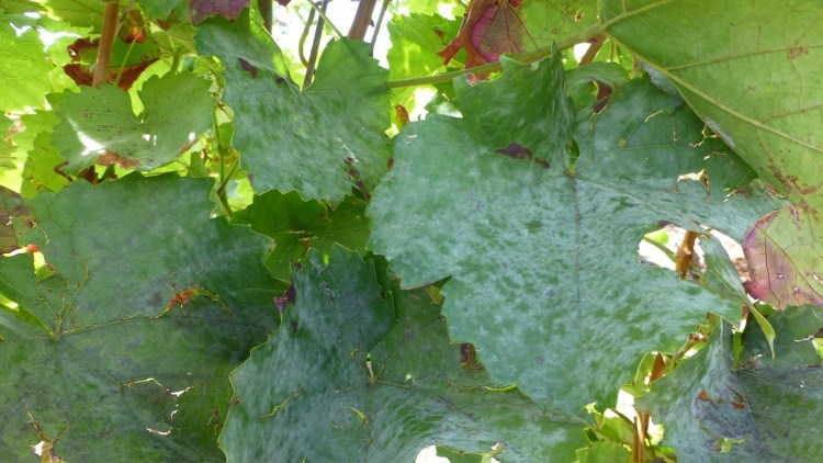 Oidium Blattbefall im September