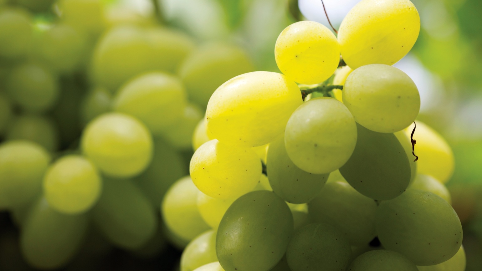 Reben Agricultural Solutions