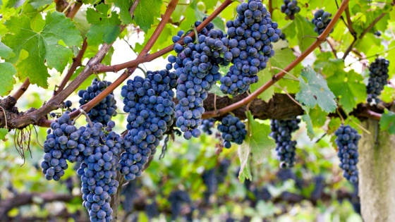 Collis® ist ein Fungizid zur Bekämpfung von Oidium (Echter Mehltau) in Weinreben.
