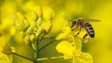 Honigbienen
