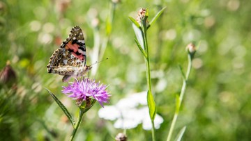 Maßnahmen zur Förderung der Biodiversität