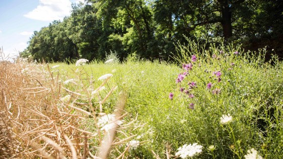 Förderung von Biodiversität in Deutschland 