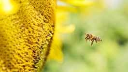 Honigbiene und viel mehr