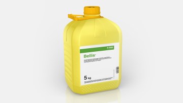 Bellis® 