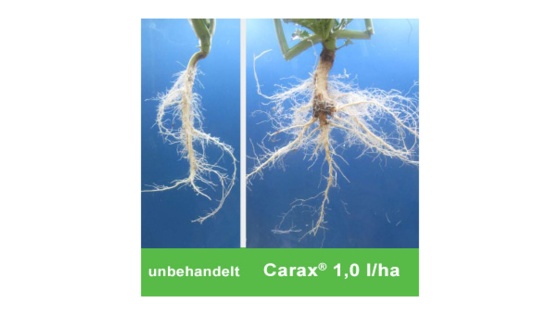 Nährstoffpotenziale im Raps ausschöpfen mit Carax®.