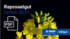 Rapssaatgut Sorten 2024