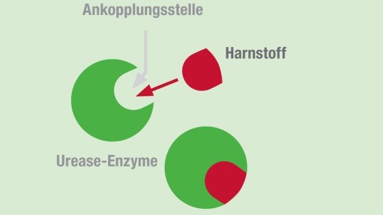 Mechanismus ohne Urease-Inhibitor