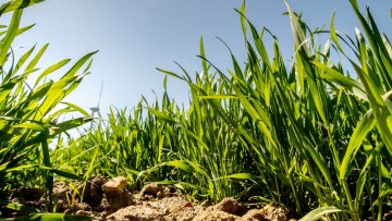Stabiles und standsicheres Getreide bis zur Ernte