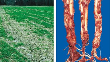 Bodenbürtige Krankheiten wie die Typhula-Fäule in Wintergerste nehmen vermehrt zu