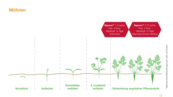 Empfehlung Signum bei Sclerotinia, Alternaria und Echter Mehltau