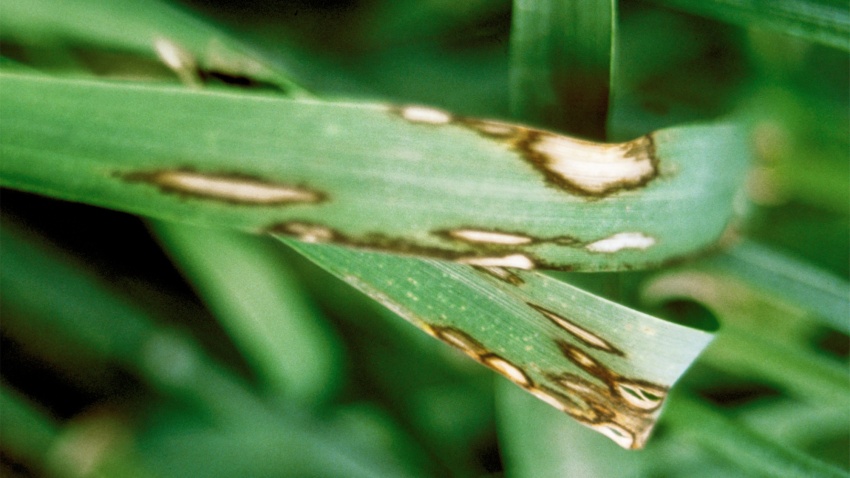 Blattfleckenkrankheit in Getreide (Rhynchosporium secalis)