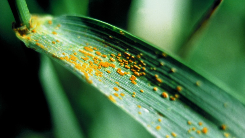 Braunrost in Getreide (Puccinia recondita)