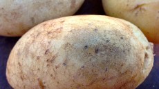 Colletotrichum Welkekrankheit an einer Kartoffel