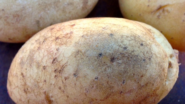 Colletotrichum Welkekrankheit an einer Kartoffel