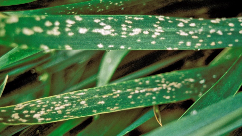 Echter Mehltau in Getreide (Blumeria / Erysiphe graminis)