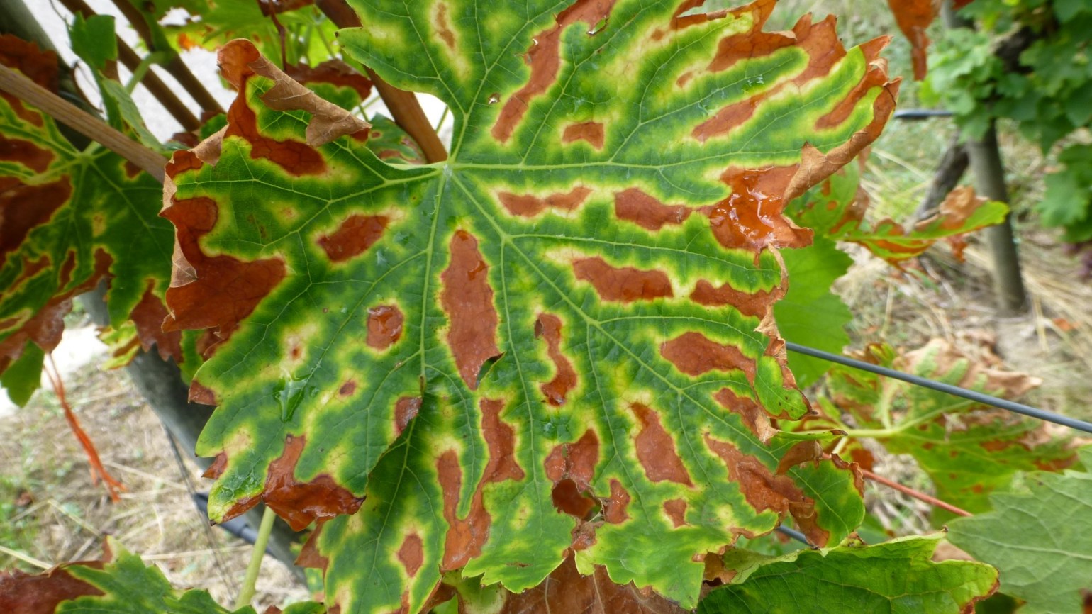 Esca-Erreger der Weinrebe (Botryosphaeria dothidea) - Agricultural ...