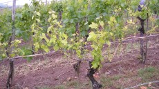 Weinstock mit spärlicher Belaubung und kümmerlichem Austrieb – Hinweis auf Eutypiose.