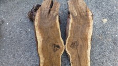 Querschnitt eines Eutypa-infizierten Rebholzes mit typischer, keilförmiger Holzverfärbung.