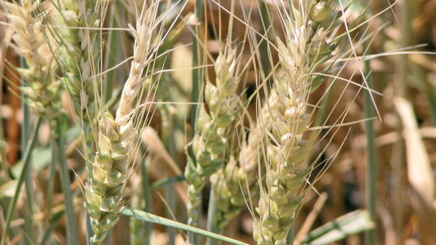 Fußkrankheit / Fusarium in Getreide (Fusarium culmorum)