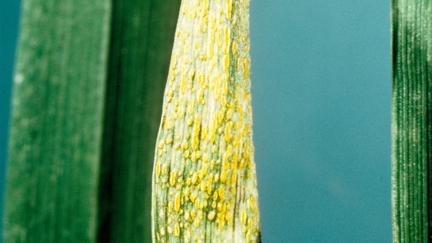 Gelbrost in Getreide (Puccinia striiformis)