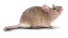 Hausmaus