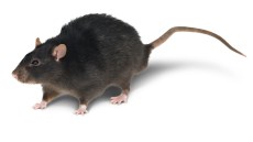 Hausratte