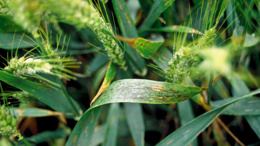 Netzfleckenkrankheit in Gerste (Pyrenophora teres)