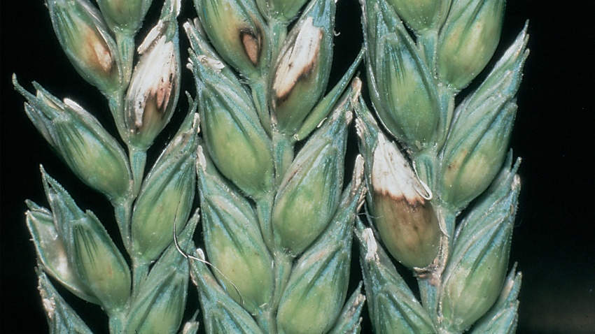Schneeschimmel in Getreide (Monographella / Microdochium nivalis)