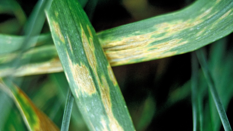 Blattfleckenkrankheit Getreide Septoria secalis