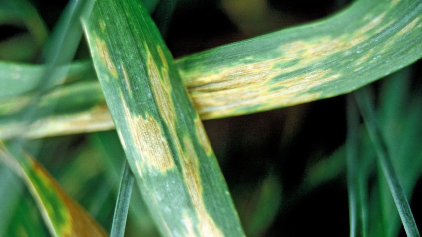Blattfleckenkrankheit in Getreide (Septoria secalis)