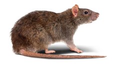 Wanderratte