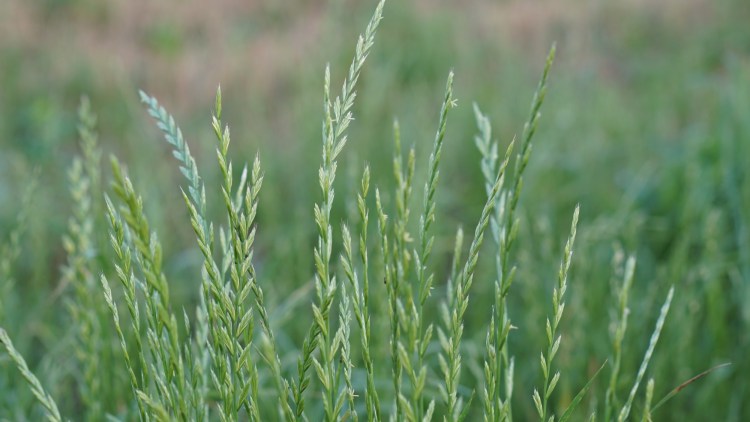 deutsches Weidelgras