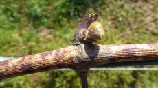 Oidiumfiguren am Holz