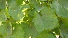 Oidium-Spätbefall im Herbst