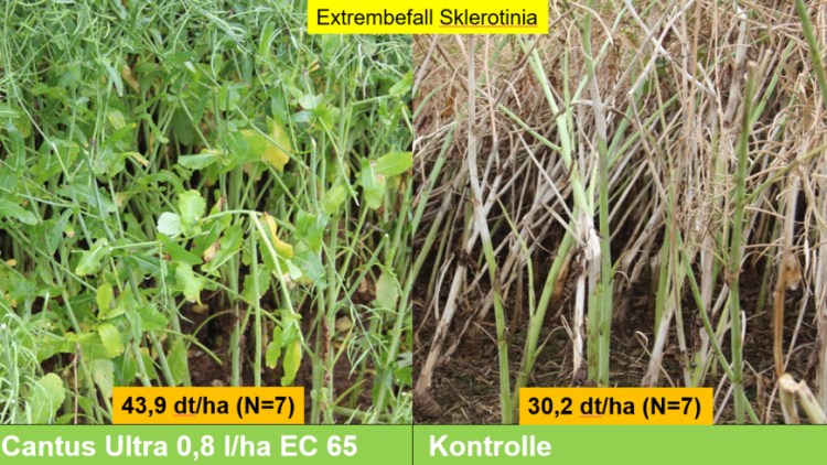 Sklerotinia Starkbefall und Wirkung Cantus® Ultra
