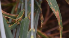 Septoria