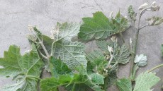 Oidium - Zeigertriebe