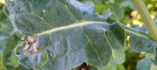 Cylindrosporium im Raps