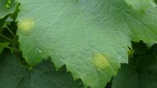 Peronospora - Ölflecken am Blatt