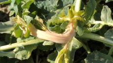 Botrytis